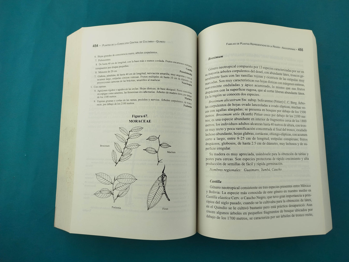 Guía ilustrada de las plantas de las montañas del Quindío y los Andes Centrales