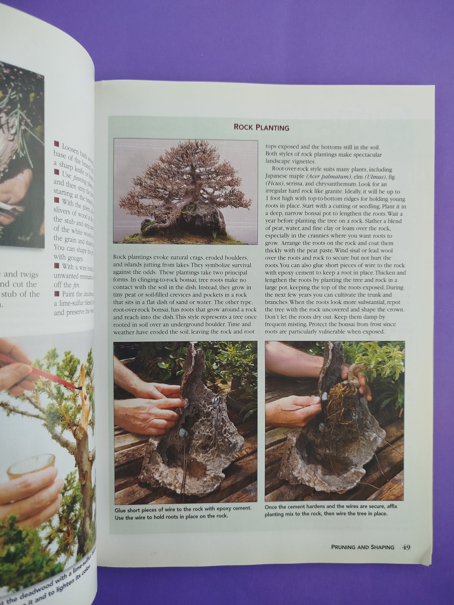 All About Bonsai