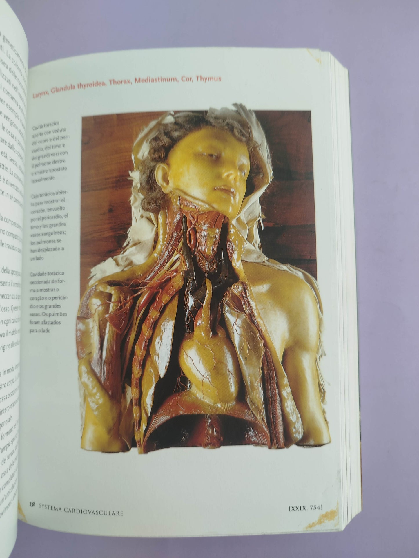 Encyclopaedia anatomica