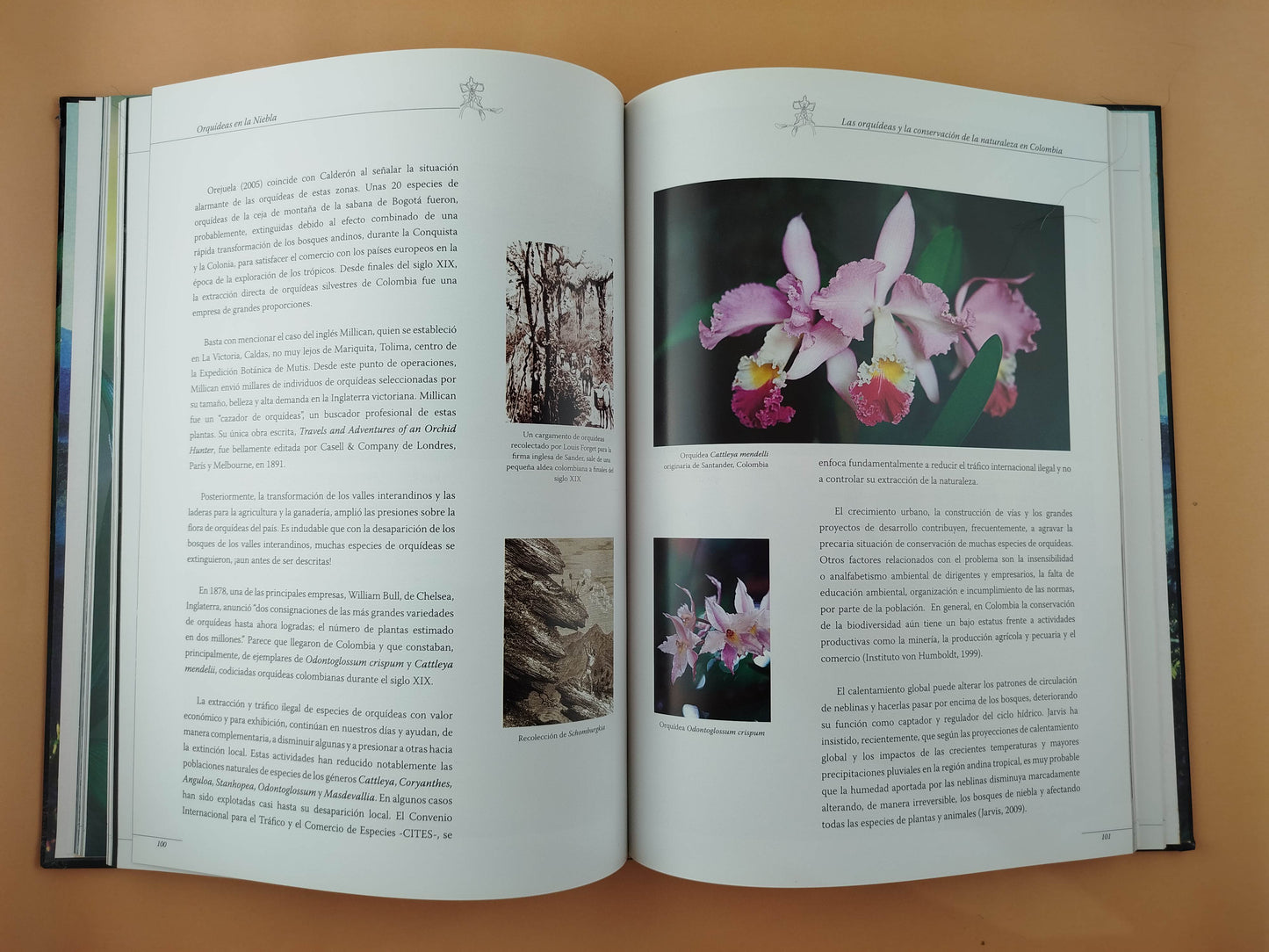 Orquídeas En La Niebla