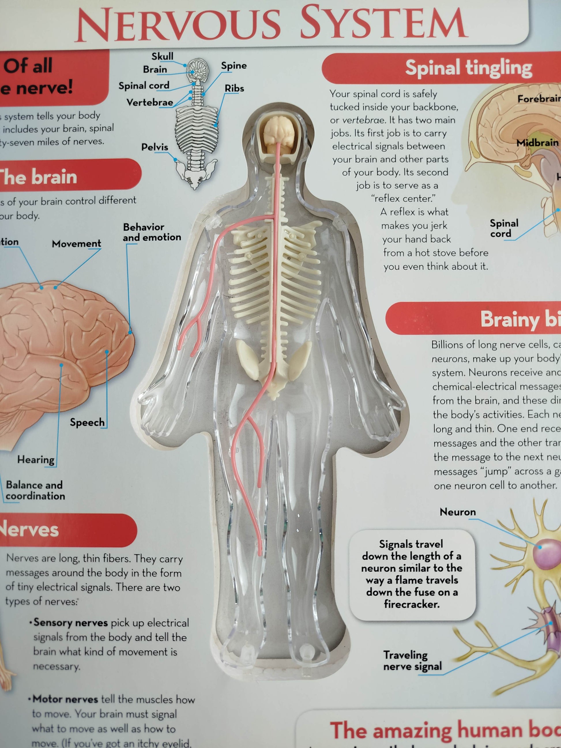 The human body by silverdolphin