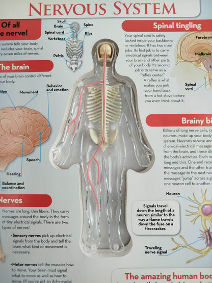 The human body by silverdolphin