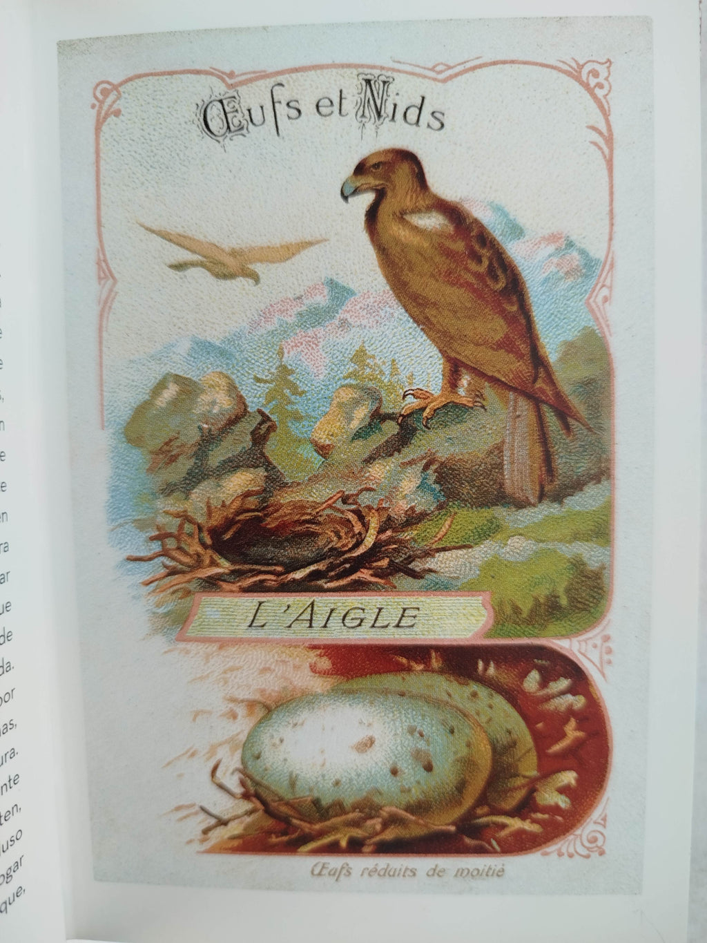 El Pequeño libro de las Aves by Anne Jankeliowitch