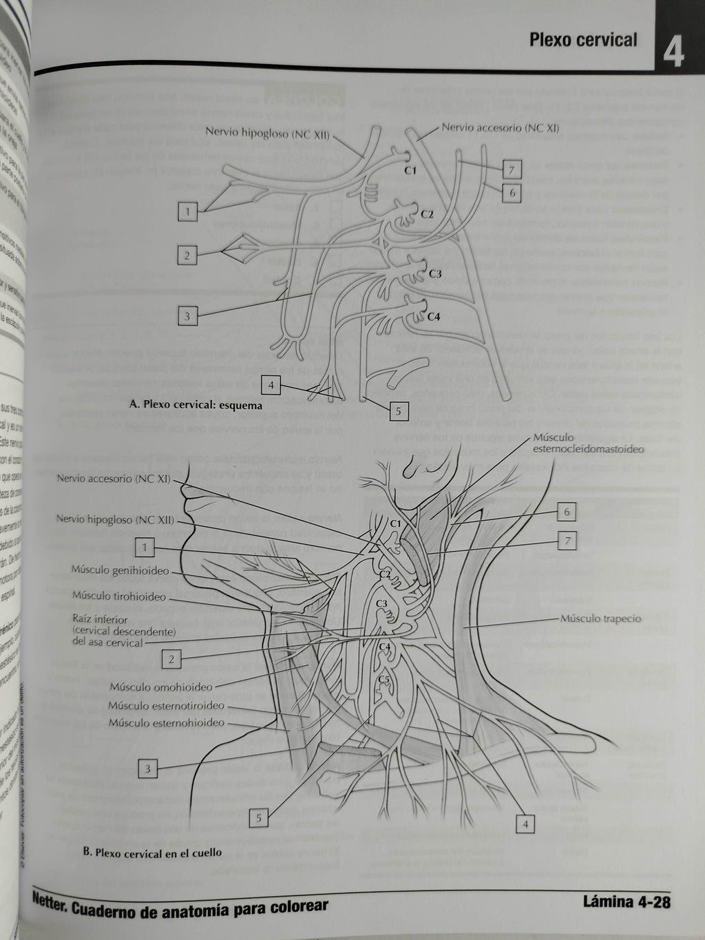 Netter cuaderno de anatomía para colorear 3 edición by John T Hansen