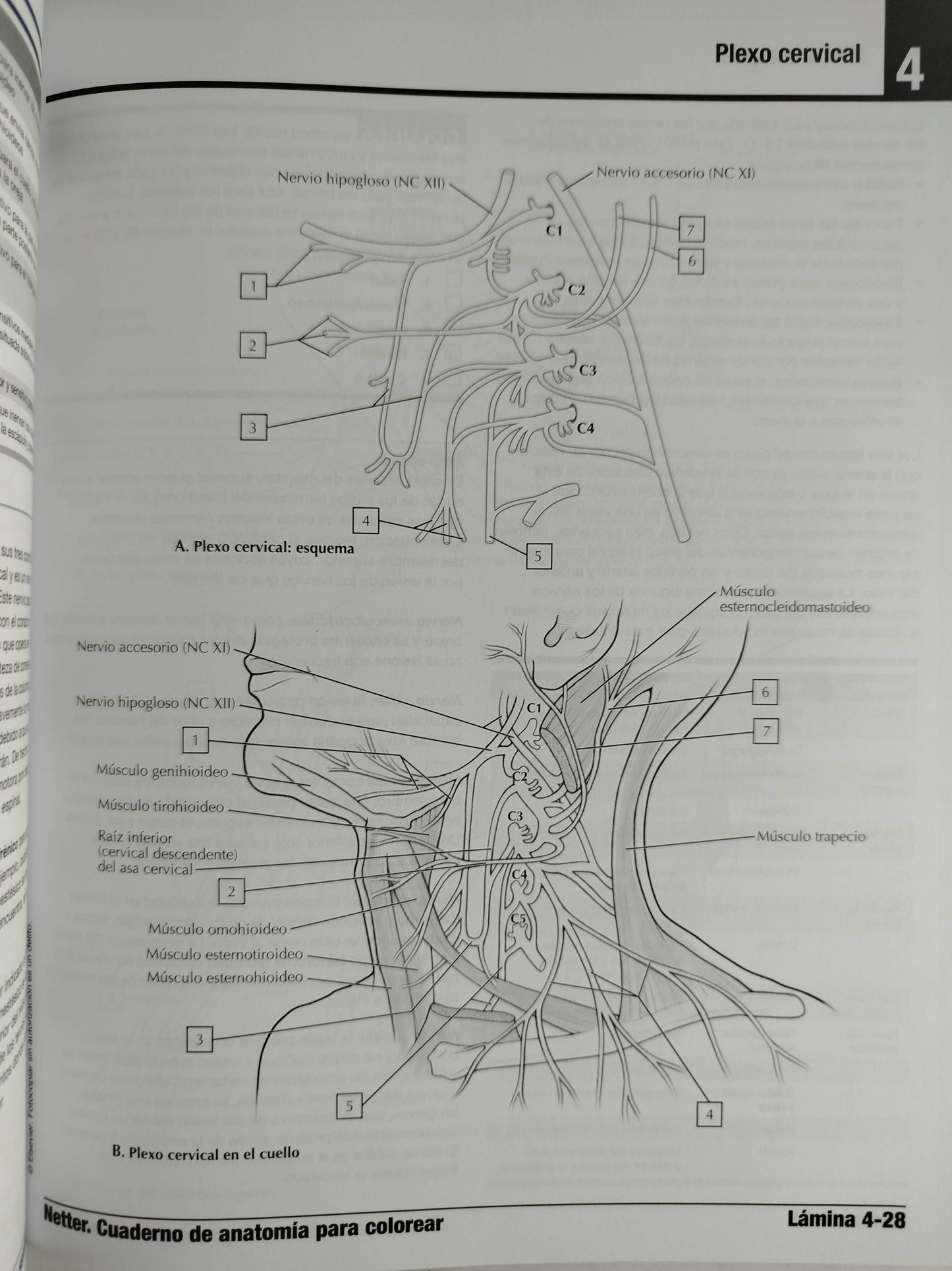 Netter cuaderno de anatomía para colorear 3 edición by John T Hansen