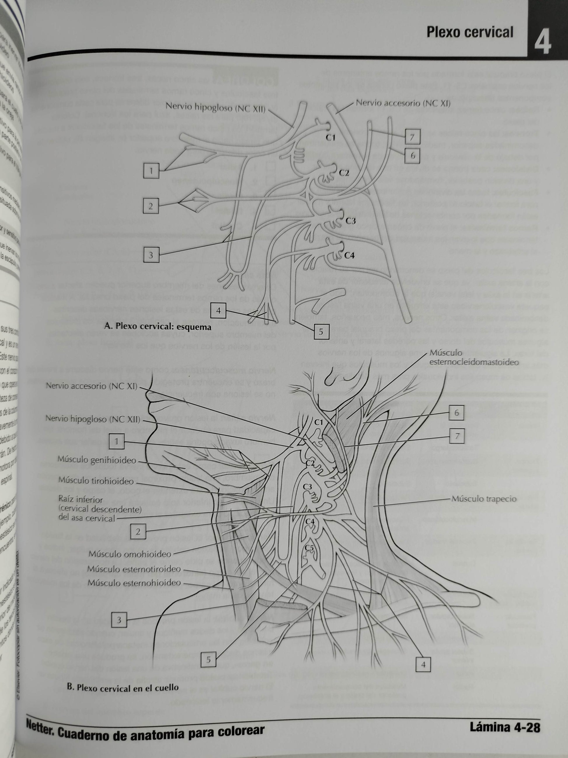 Netter cuaderno de anatomía para colorear 3 edición by John T Hansen