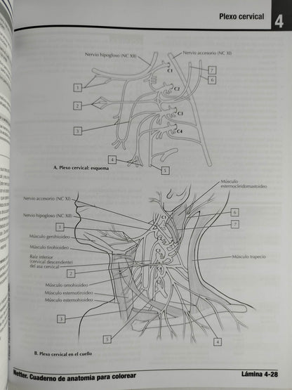 Netter cuaderno de anatomía para colorear 3 edición by John T Hansen