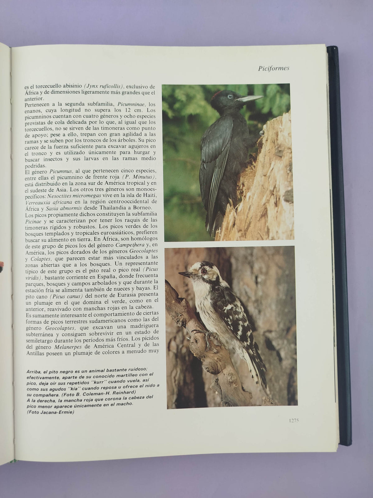 Gran enciclopedia ilustrada los animales 10 tomos by Varios