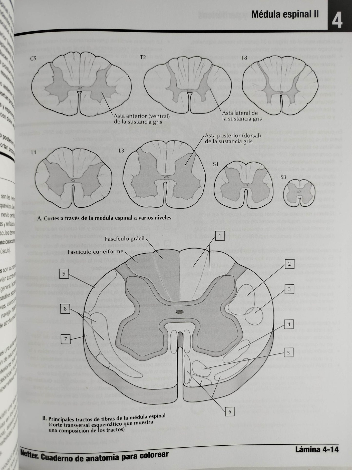 Netter cuaderno de anatomía para colorear 3 edición by John T Hansen