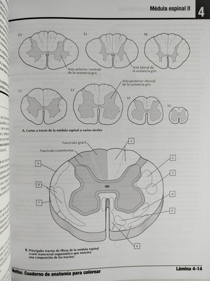 Netter cuaderno de anatomía para colorear 3 edición by John T Hansen