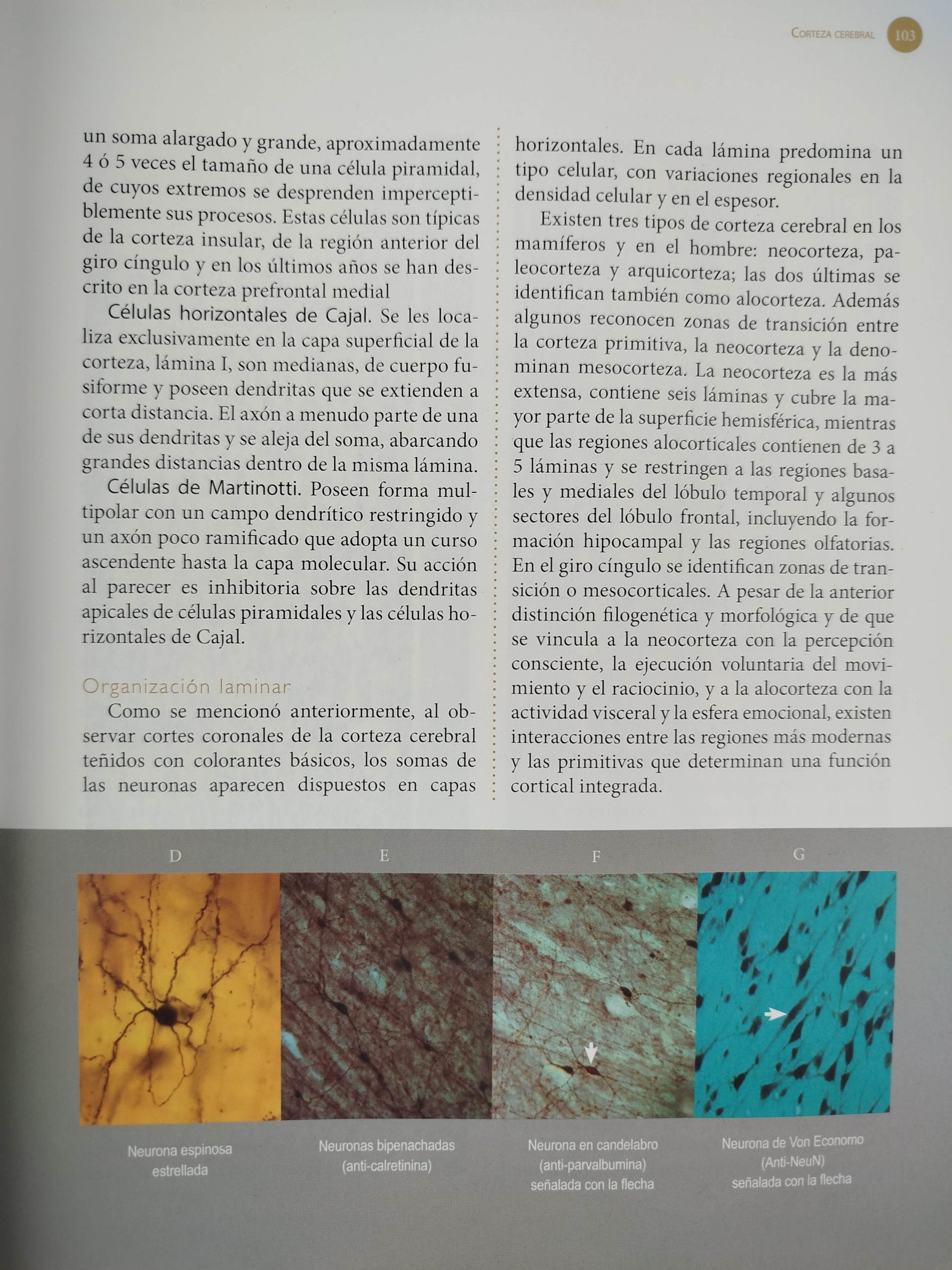 Sistema nervioso Neuroanatomía funcional y clínica by martha i escobar