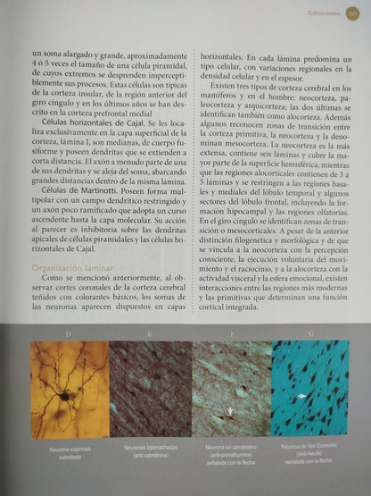 Sistema nervioso Neuroanatomía funcional y clínica by martha i escobar