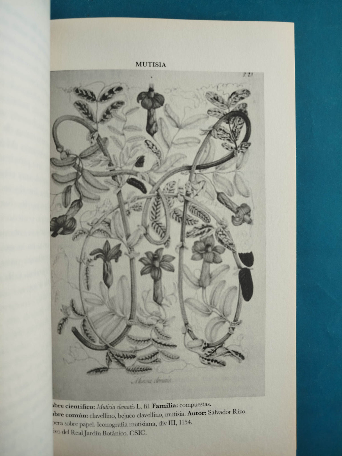 Franciscus Xavier Matiss: Americ Pinx by Francicus Xavier Matiss