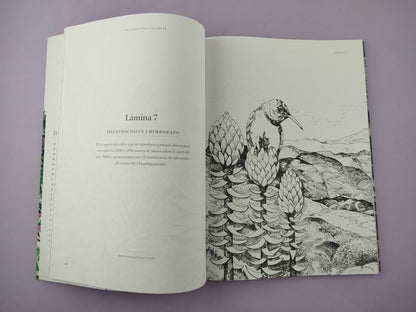 Páramos para colorear