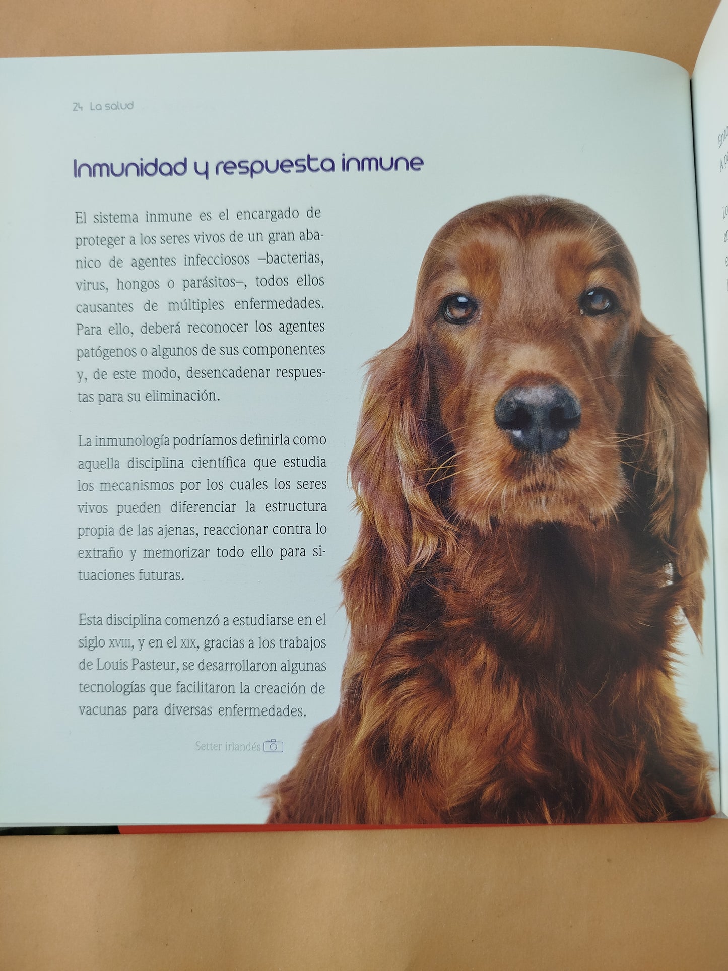 Encantador de perros 4 la salud