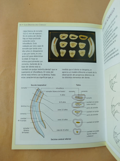 Los dientes del caballo