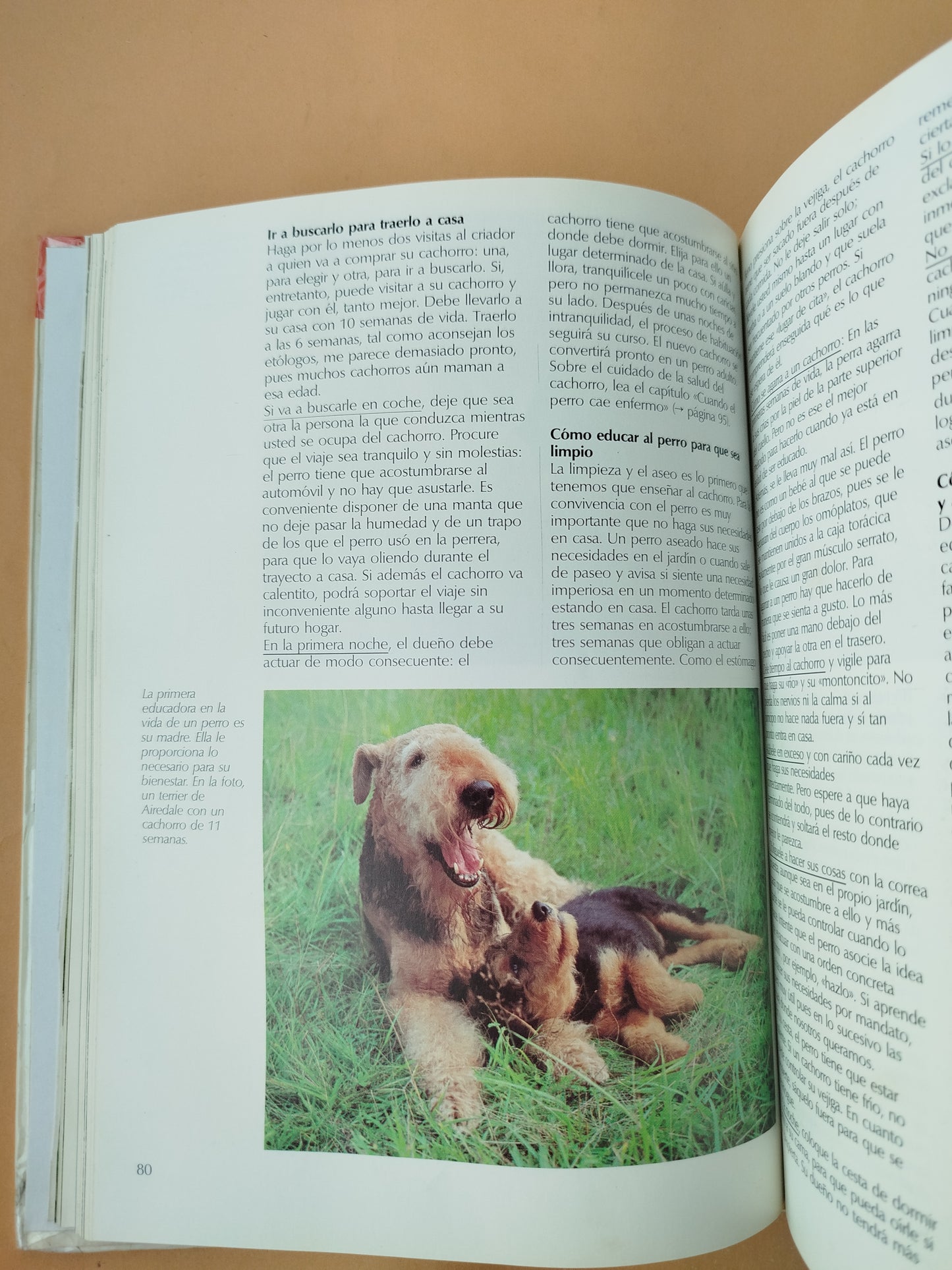 Todo Sobre Tu Perro