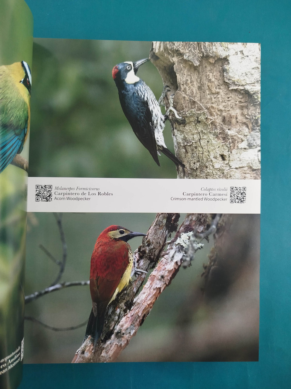 Las Aves Más Hermosas De Colombia by Rodrigo Gaviria Obregon