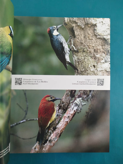 Las Aves Más Hermosas De Colombia