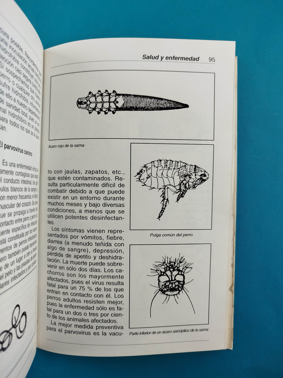 Cómo criar el rottweiler by Dr. Herbert Richards