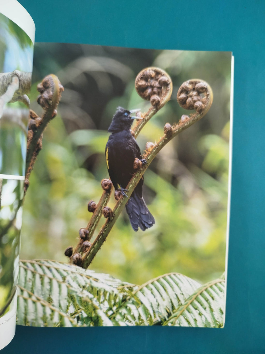 Aves Silvestres de Colombia - Wild Colombian Birds (en Español - Ingles) by Rodrigo Gaviria Obregon