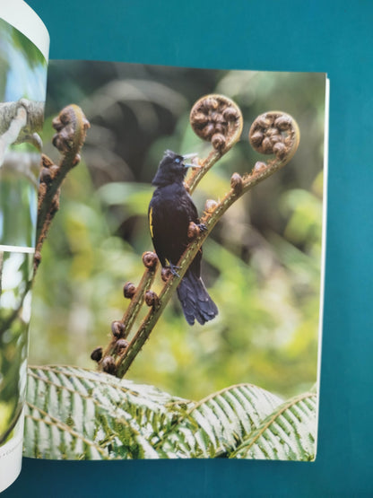Aves Silvestres de Colombia - Wild Colombian Birds (en Español - Ingles)