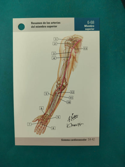 Netter Flashcards de anatomía 6ta ed