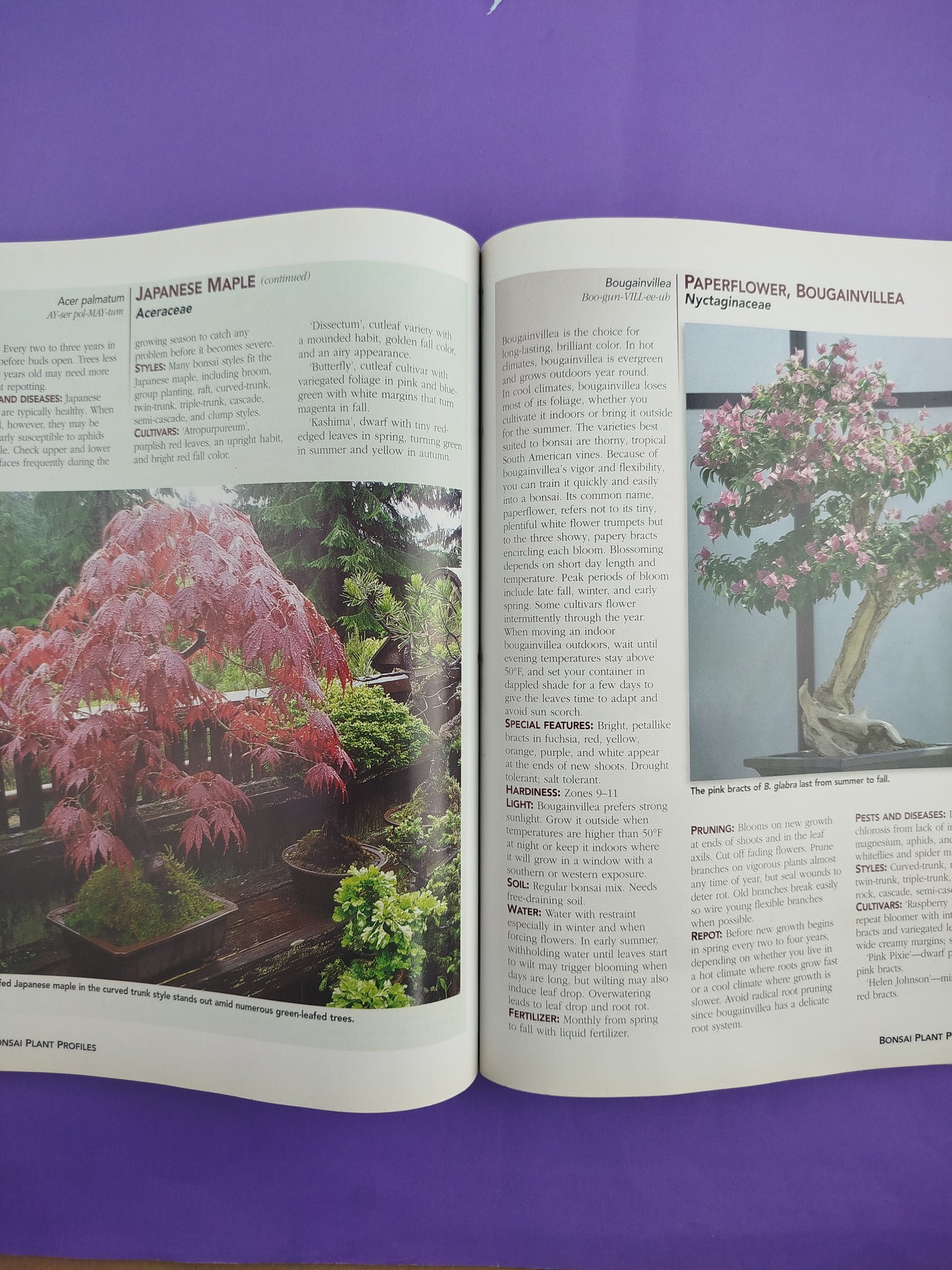 All About Bonsai