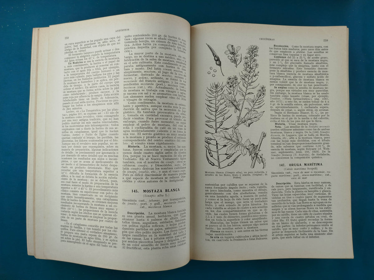 Plantas medicinales el Dioscórides renovado by Pío Font Quer