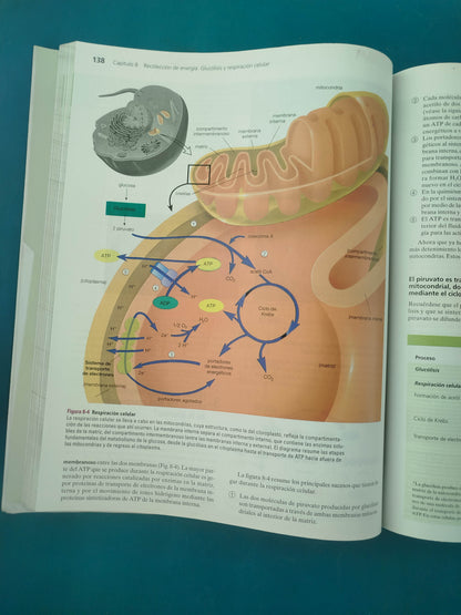 Biología unidad en la diversidad volumen 1 sexta edición
