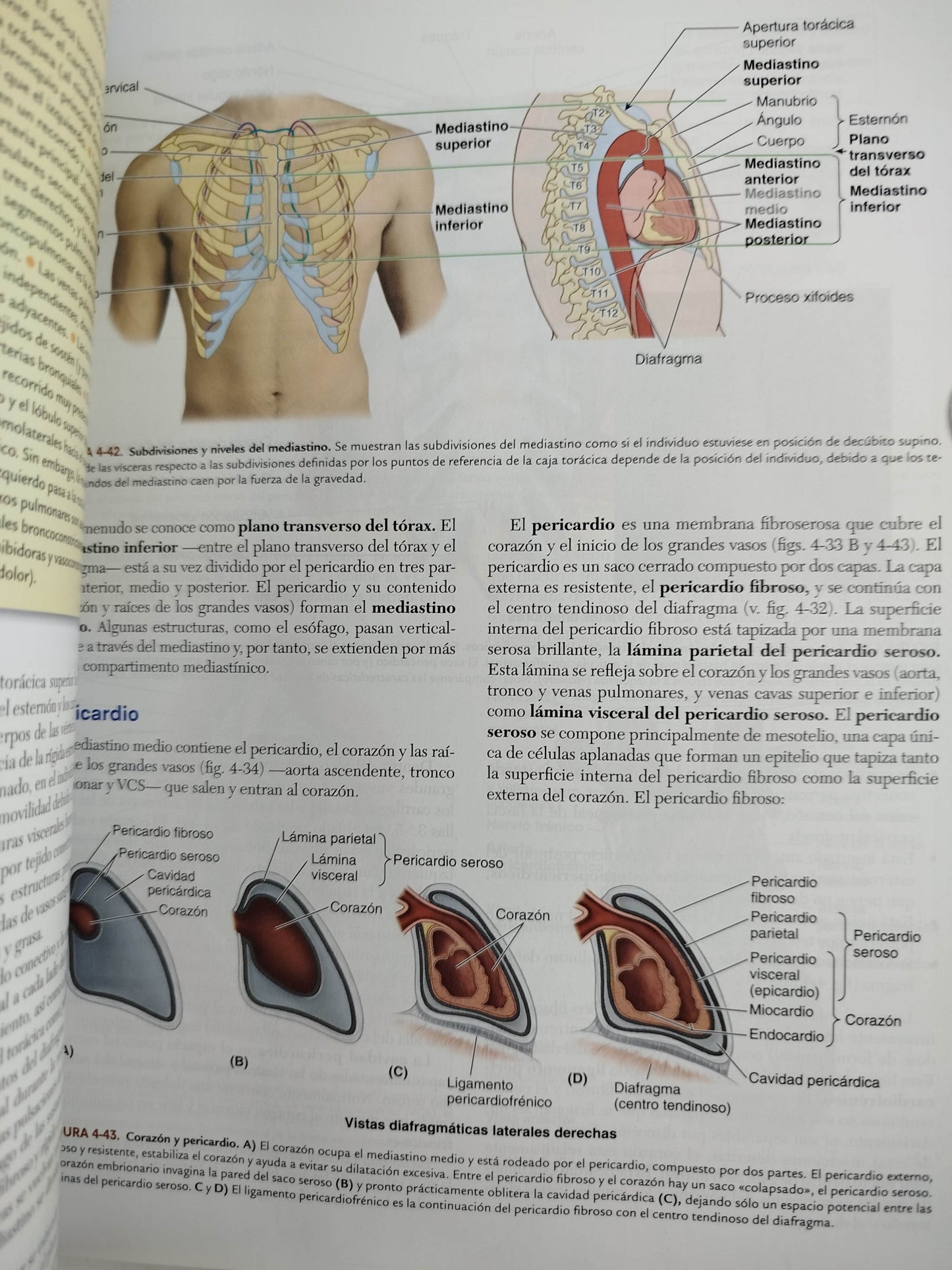 Anatomía con orientación clínica 9 edición by Keithl Moore