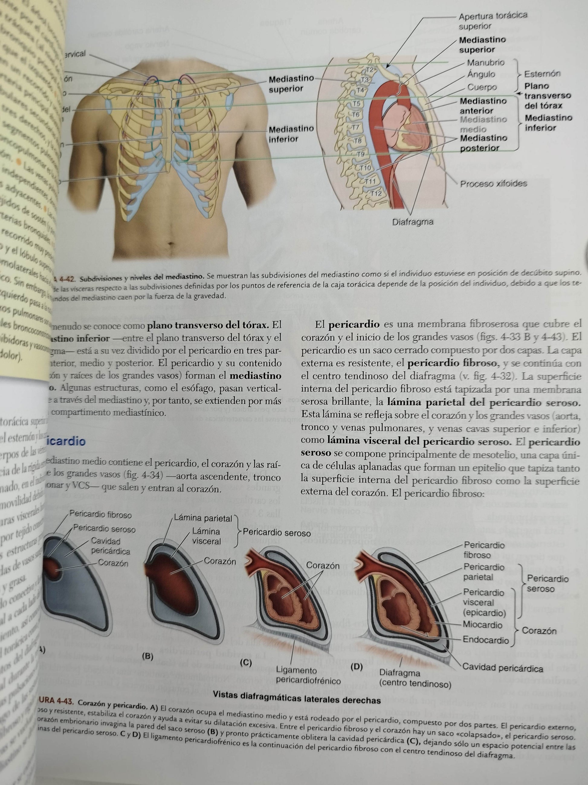 Anatomía con orientación clínica 9 edición by Keithl Moore