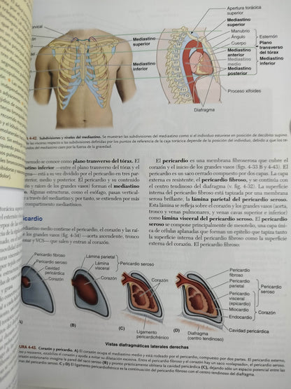 Anatomía con orientación clínica 9 edición by Keithl Moore