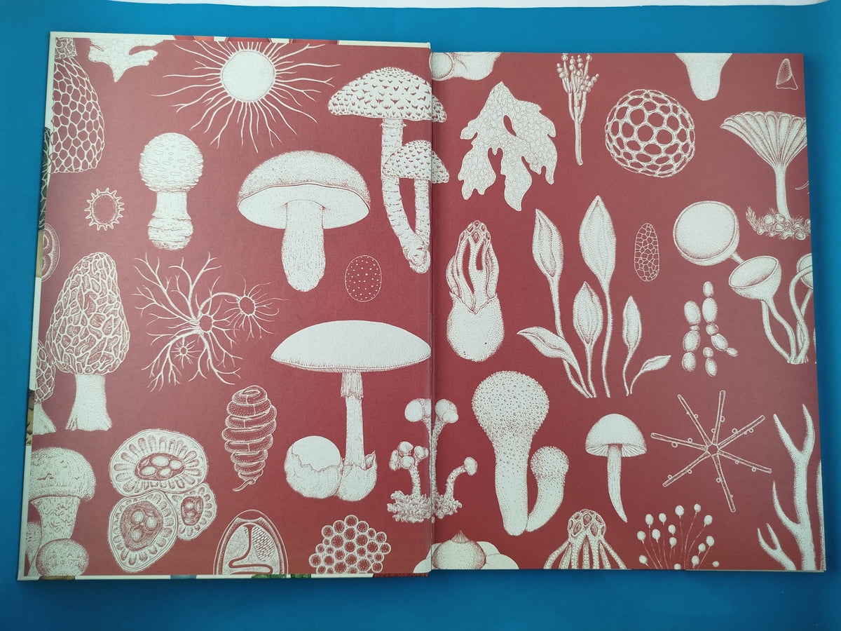 Fungarium by katie scott Y ester gaya