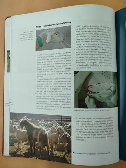 La Exploracion Clinica del Ganado Ovino y su Entorno