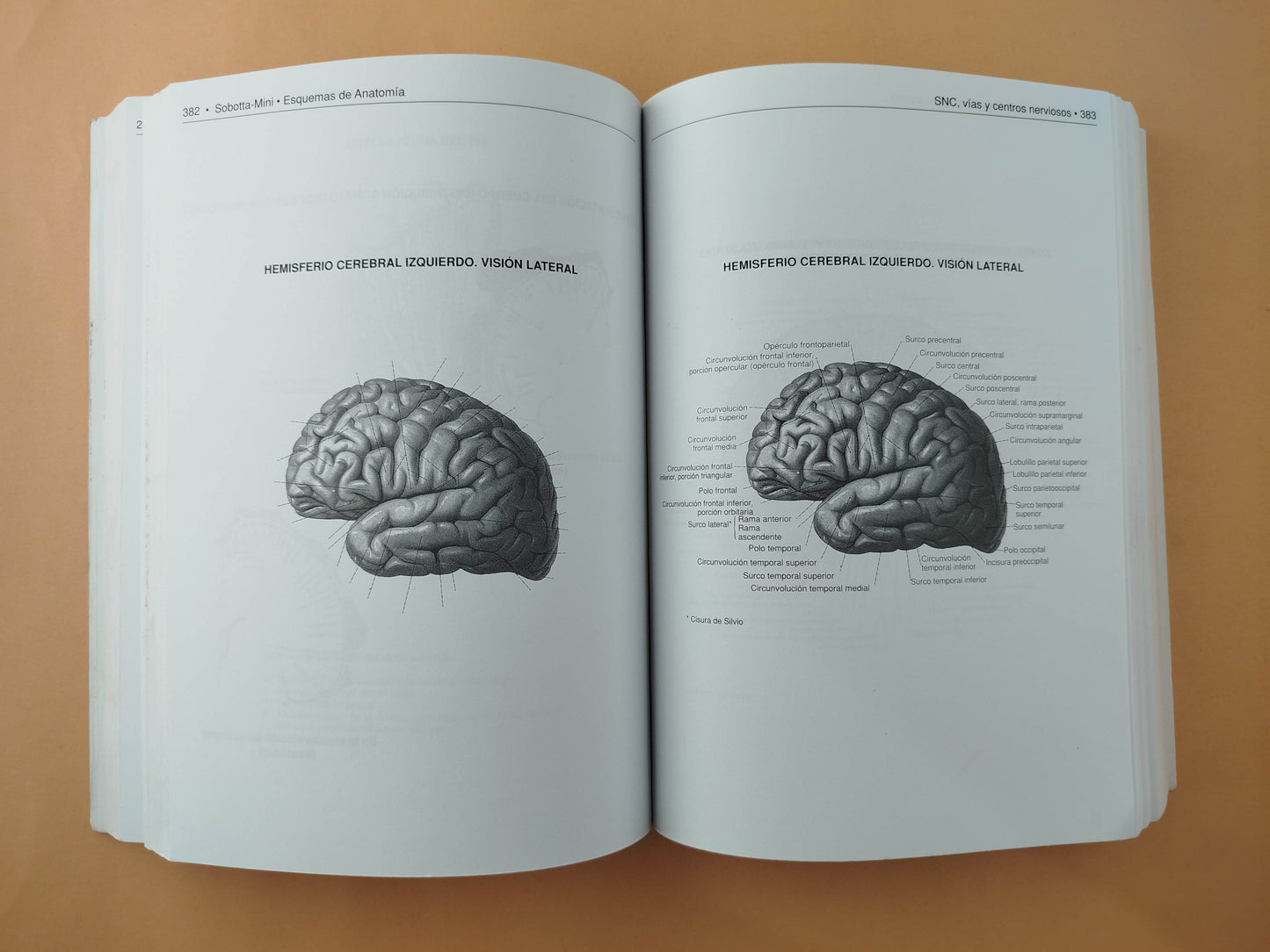 Sobotta mini Esquemas de anatomía, histología y embriología