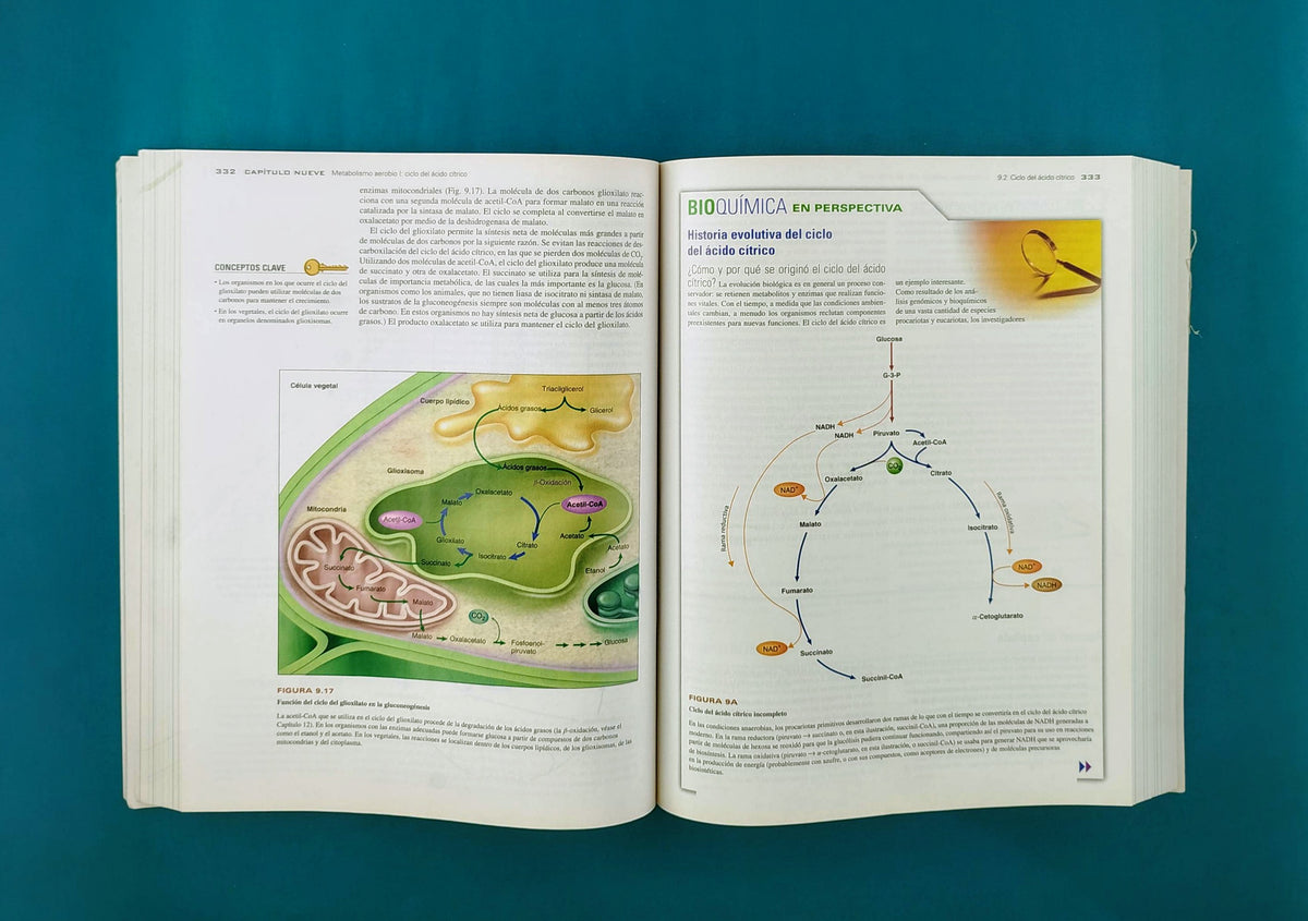 Bioquímica las bases moleculares de la vida cuarta edición by Trudy Mckee James R Mckee