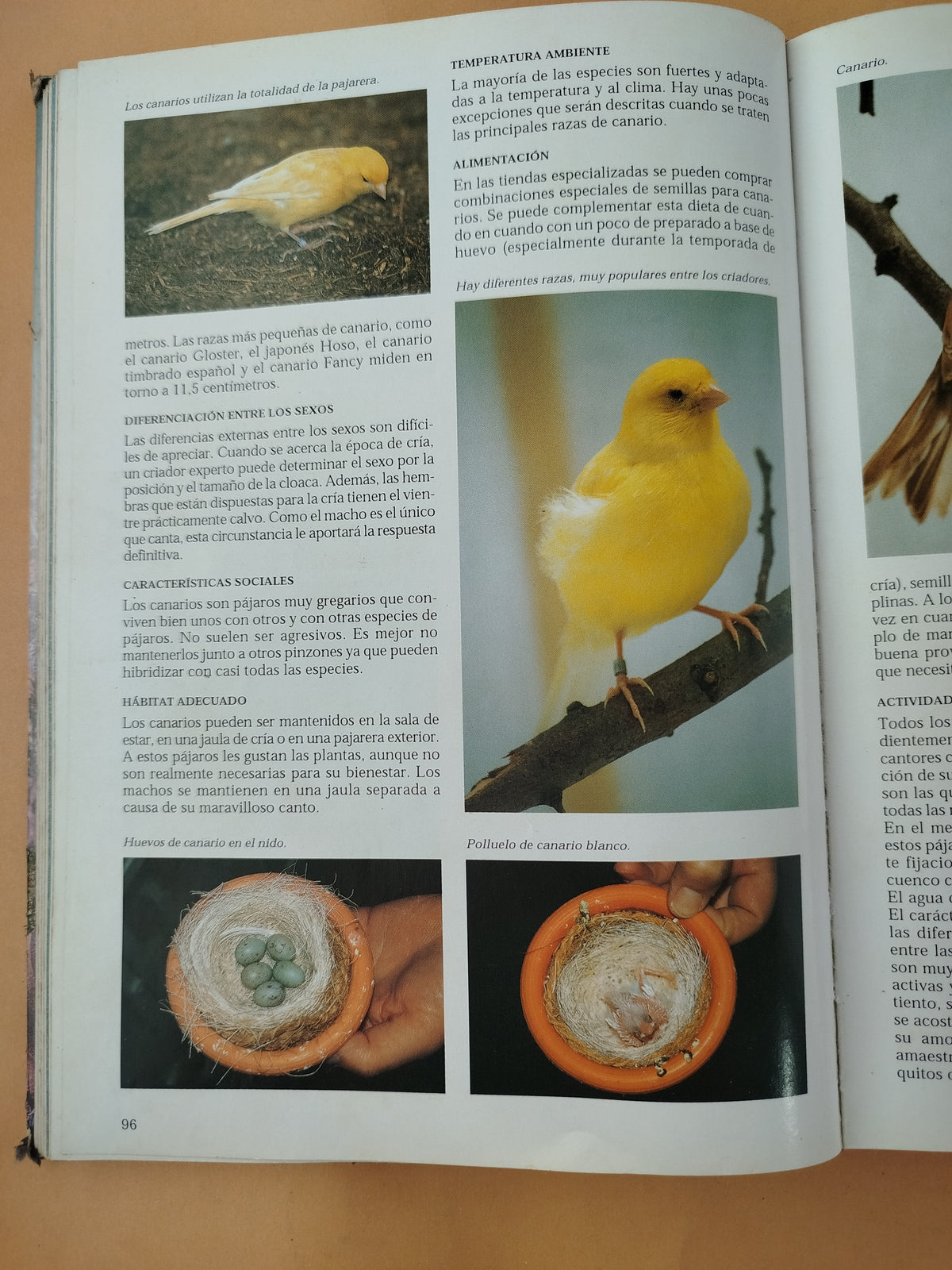 La Enciclopedia de los Pájaros Domésticos by Esther J. J. Verhoef-Verhallen