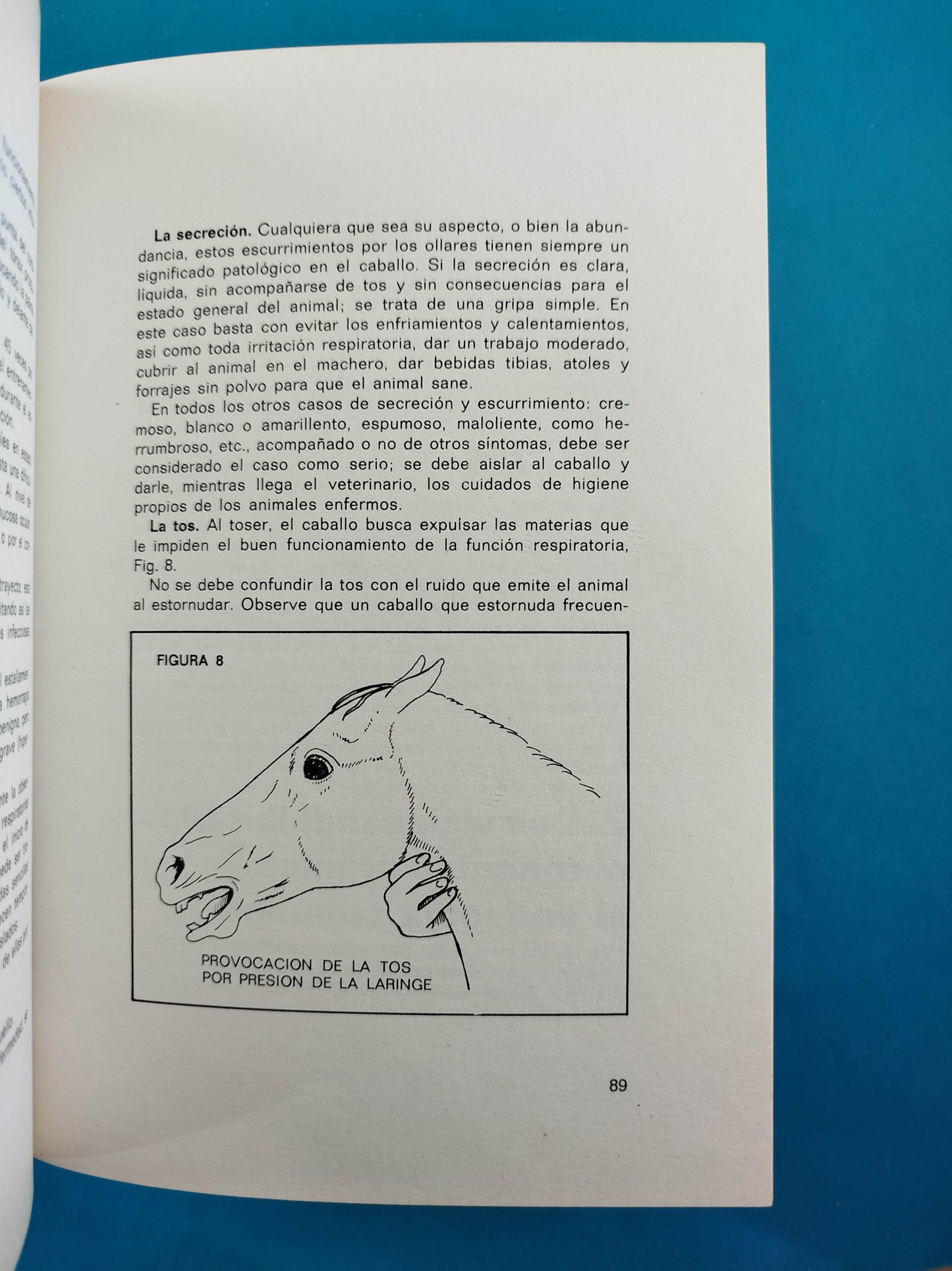 Cuidados del Caballo