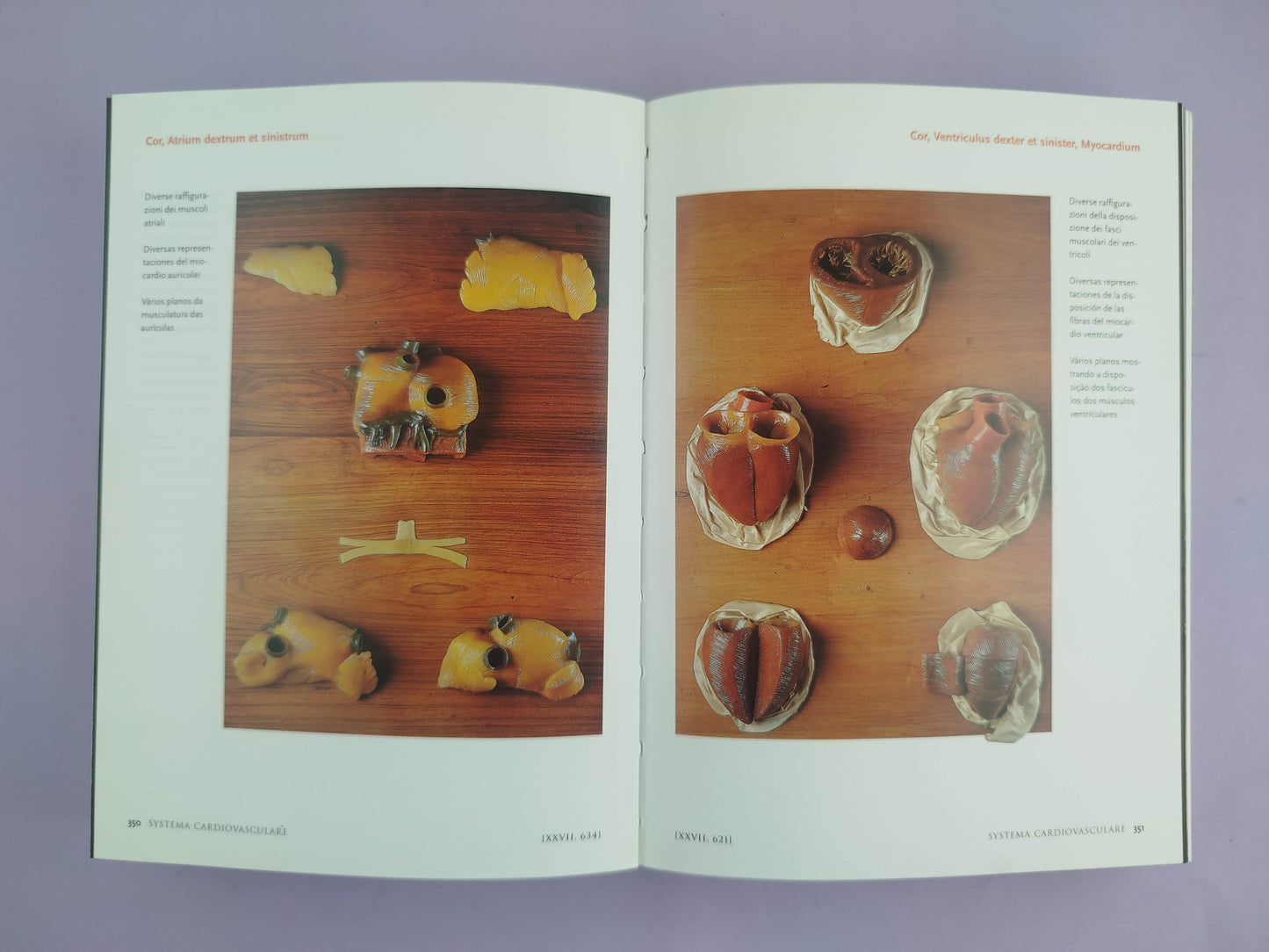 Encyclopaedia anatomica