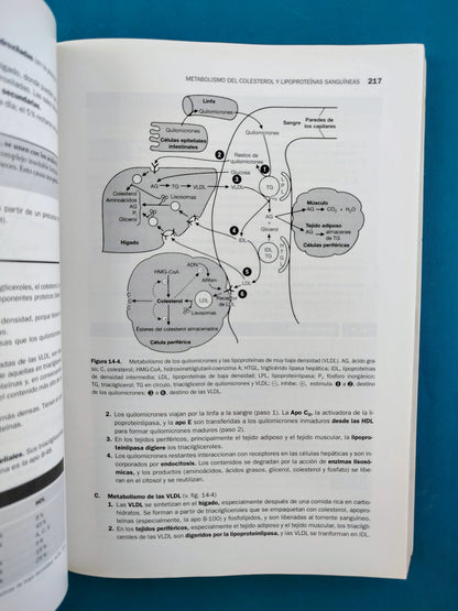 Temas clave Bioquímica y Biología molecular cuarta edición