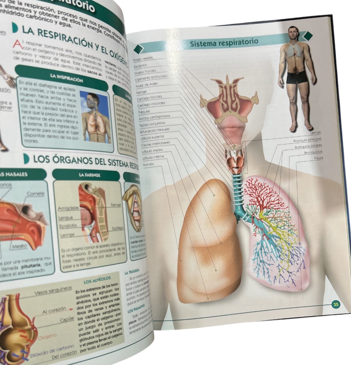 Atlas visual del cuerpo humano by LatinBooks