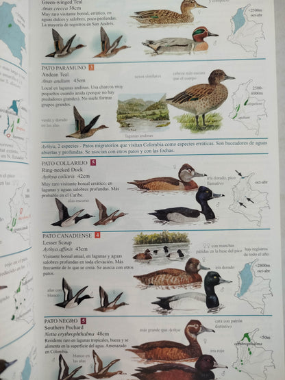 Guía de campo de las Aves de Colombia by Miles McMullan