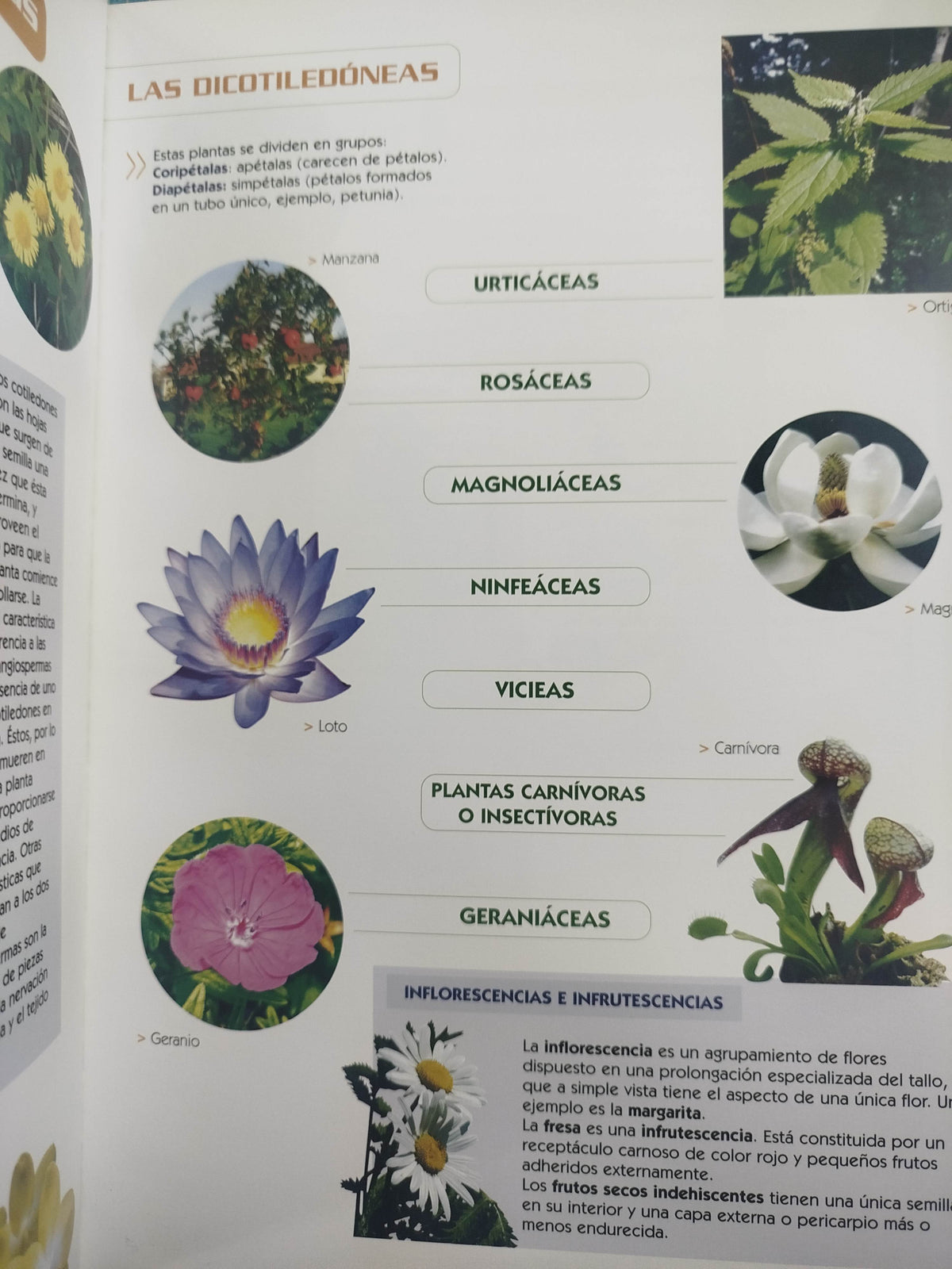 Atlas visual del reino vegetal by sin autor