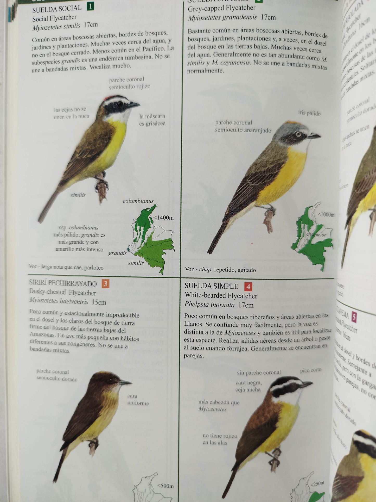 Guía de campo de las Aves de Colombia by Miles McMullan