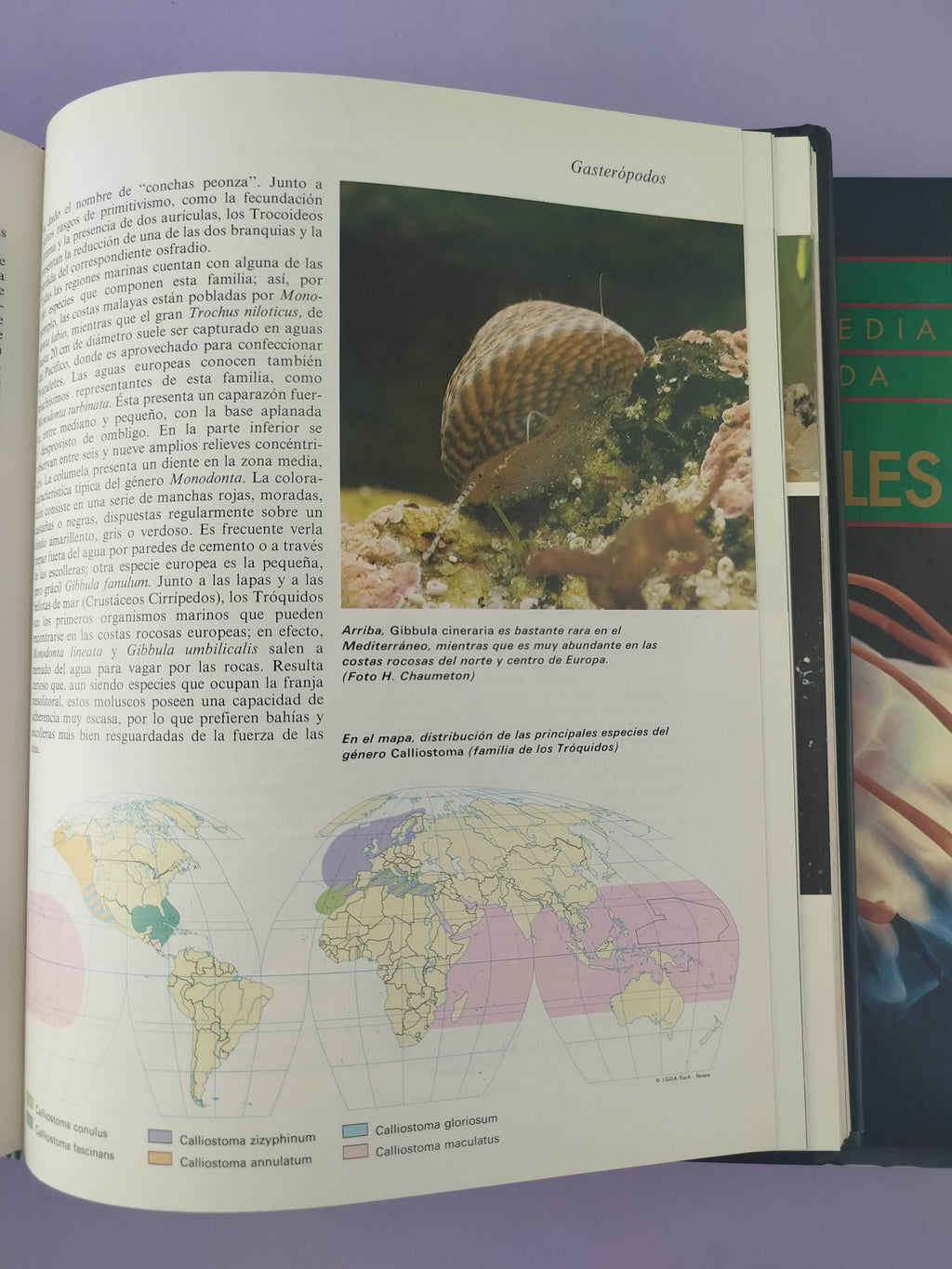 Gran enciclopedia ilustrada los animales 10 tomos by Varios