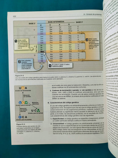 Lippincot´s illustrated reviews bioquímica sexta edición