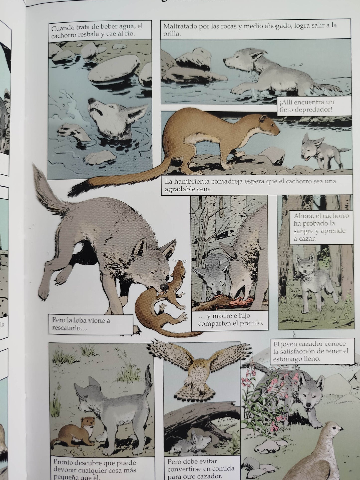 Colmillo blanco novela grafica by JACK LONDON