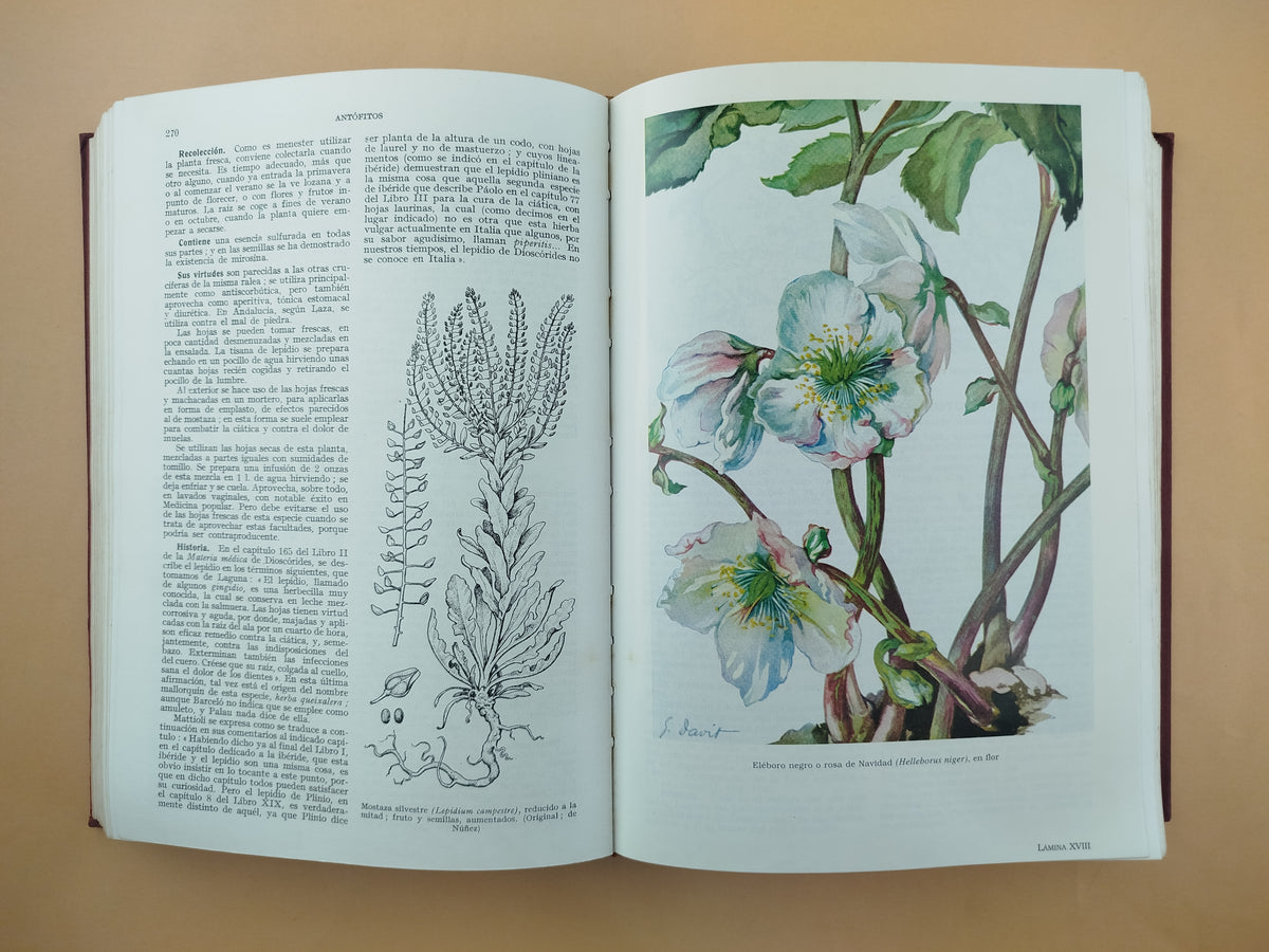 Plantas medicinales : El dioscórides renovado by Pío Font Quer.