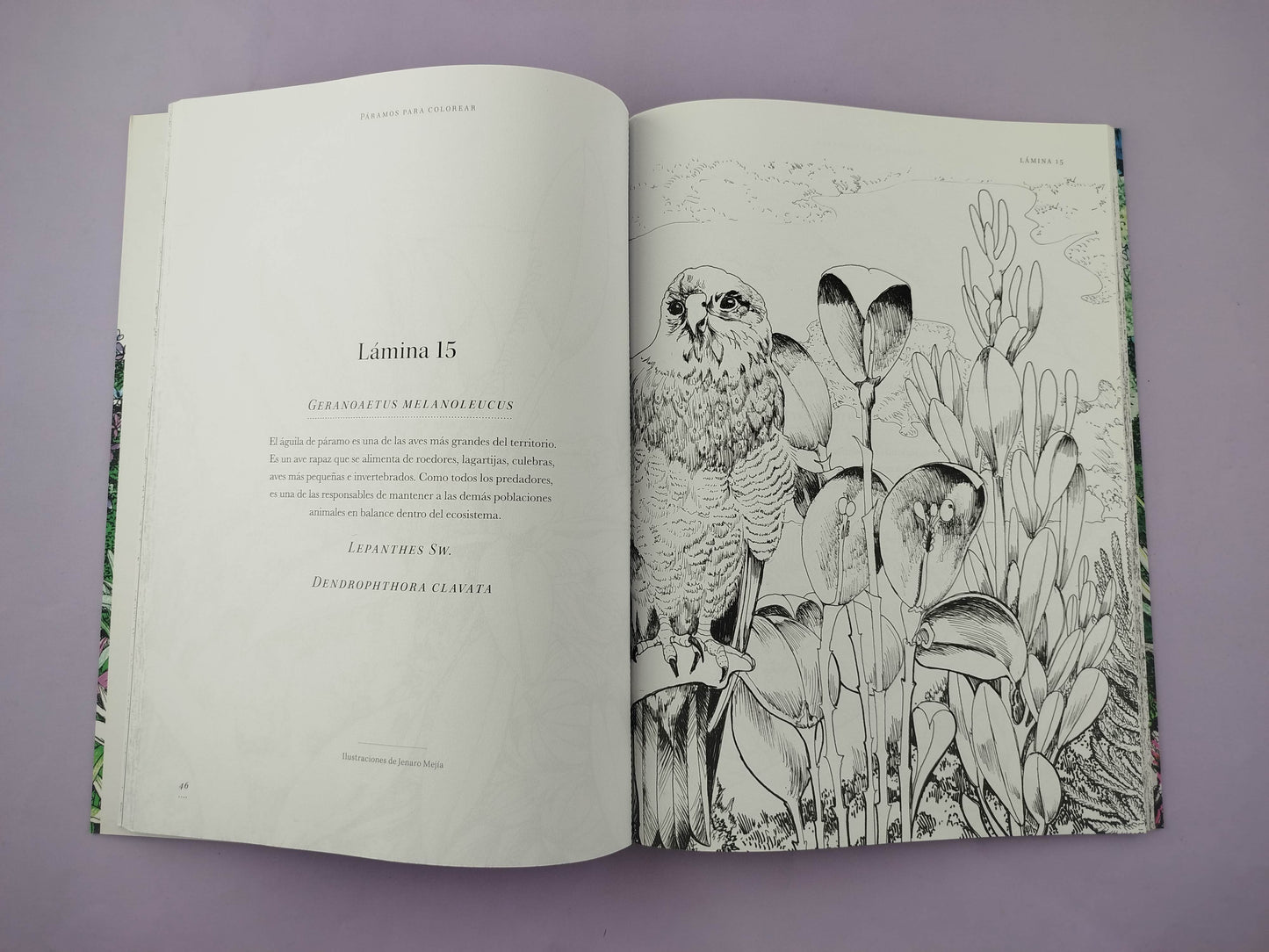 Páramos para colorear